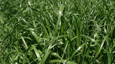 A high feed intake value in your forage