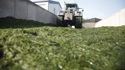 Compacted silo - effective and regular compaction of the clamp