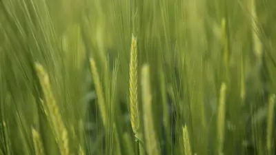 Landscape view of a crop culture