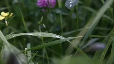 Grasses, legumes and herbs photo