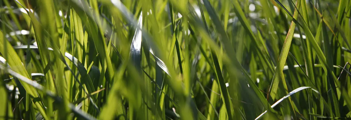 KUHN ForageXpert banner