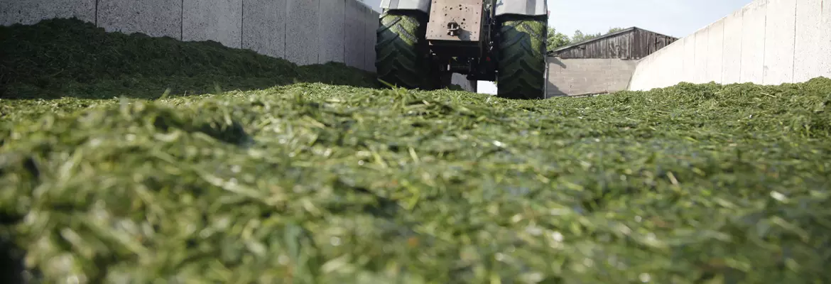 Compacted silo - effective and regular compaction of the clamp