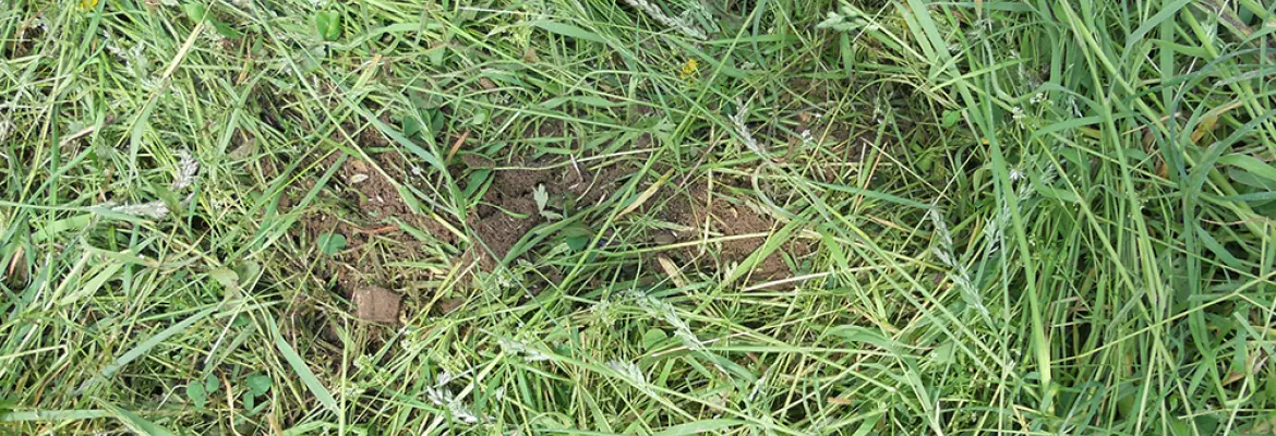 Producing forage with as little incorporated soil as possible is crucial