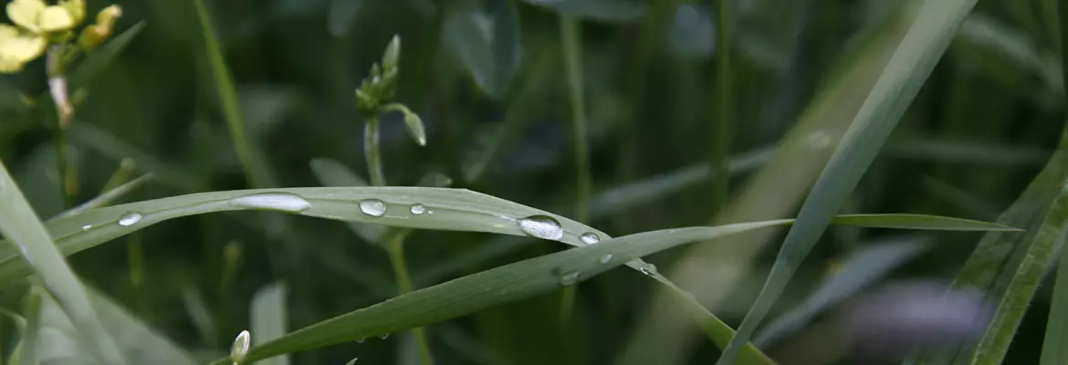 Grasses, legumes and herbs photo