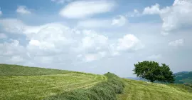 MERGE MAXX 1101 belt merger in action