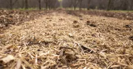 Tras el trabajo de la trituradora TDP 2000, especialista en plantaciones frutales, se observa un material triturado de alta calidad