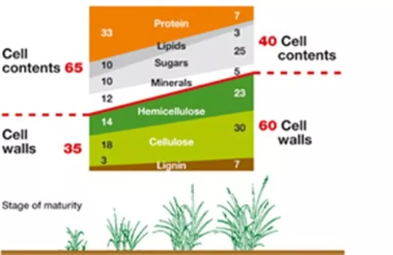 Crop development and cutting time