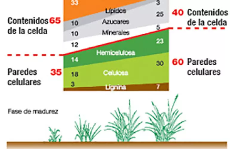 composicion del forraje durante su crecimiento
