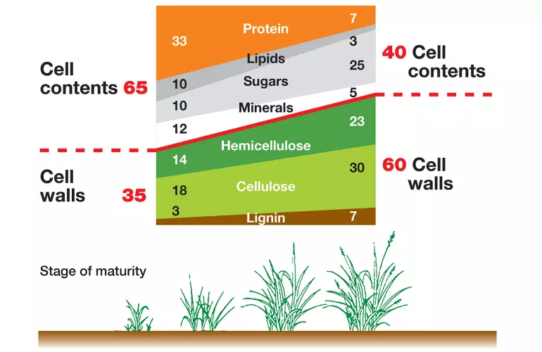 Illustration of the change in the composition of grasses during growth