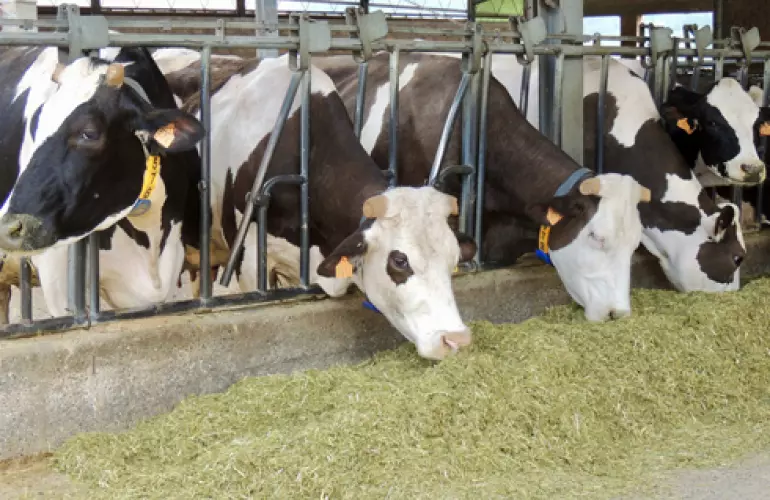 Mucche Testimonial Manfredi