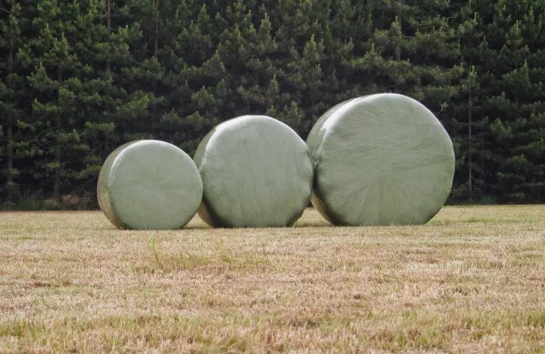 An excellent quality of silage fermentation is critical for whether the cows will accept it or not.
