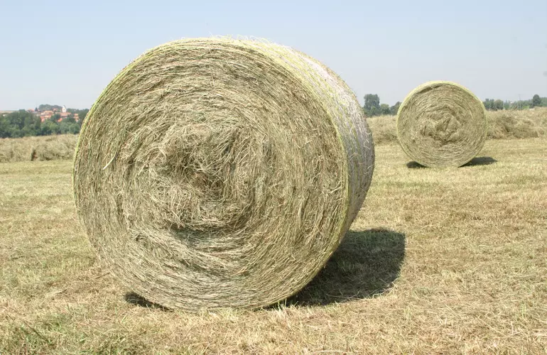 For hay, it is crucial that the crop is wilted to a dry matter content above 86 %.