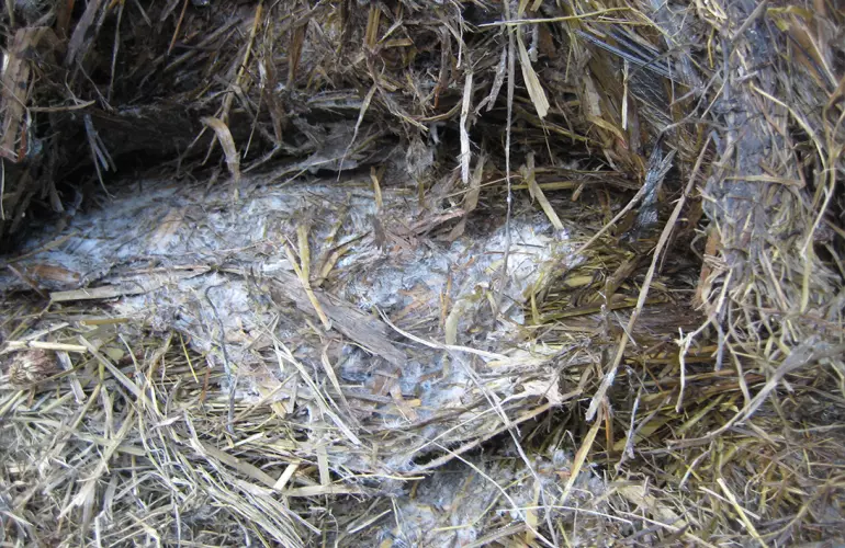 Moulds, aerobic organisms