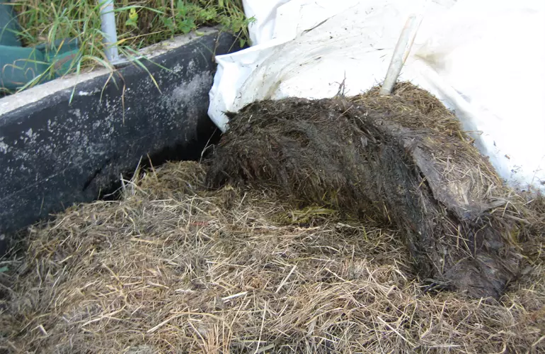 Putrefactive bacteria photo