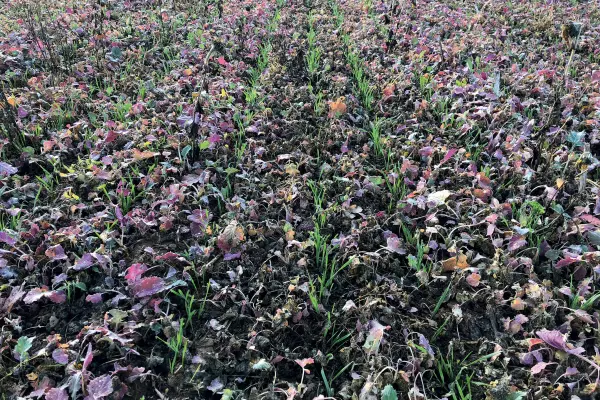 Two choices for inter-row spacing with AUROCK trailed seed drill for no-till and conservation agriculture