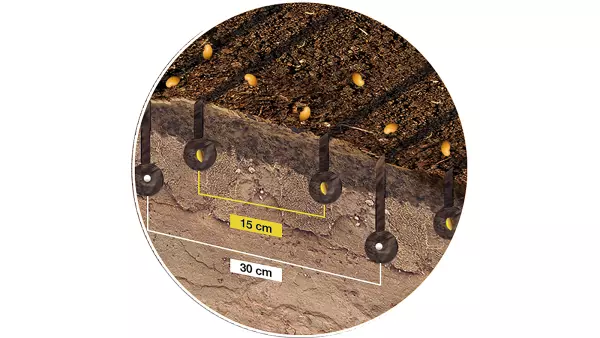 View of seeds at 3 depths