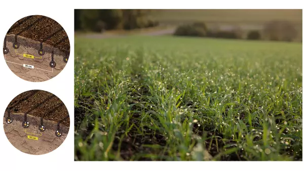 View of localised fertilisation