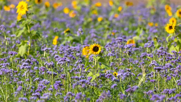 Foto de cubiertas vegetales