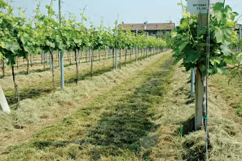 La hierba se deposita en la línea con las trituradoras SDS