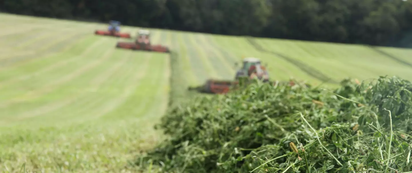 MERGE MAXX 1101 belt merger in action