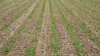 Numerous adjustments are possible to maximise the success of strip-till crops