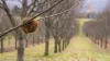 De TDP 2000 klepelmaaier voor boomgaarden aan het werk in een kastanjeboomgaard in Zuid-Frankrijk
